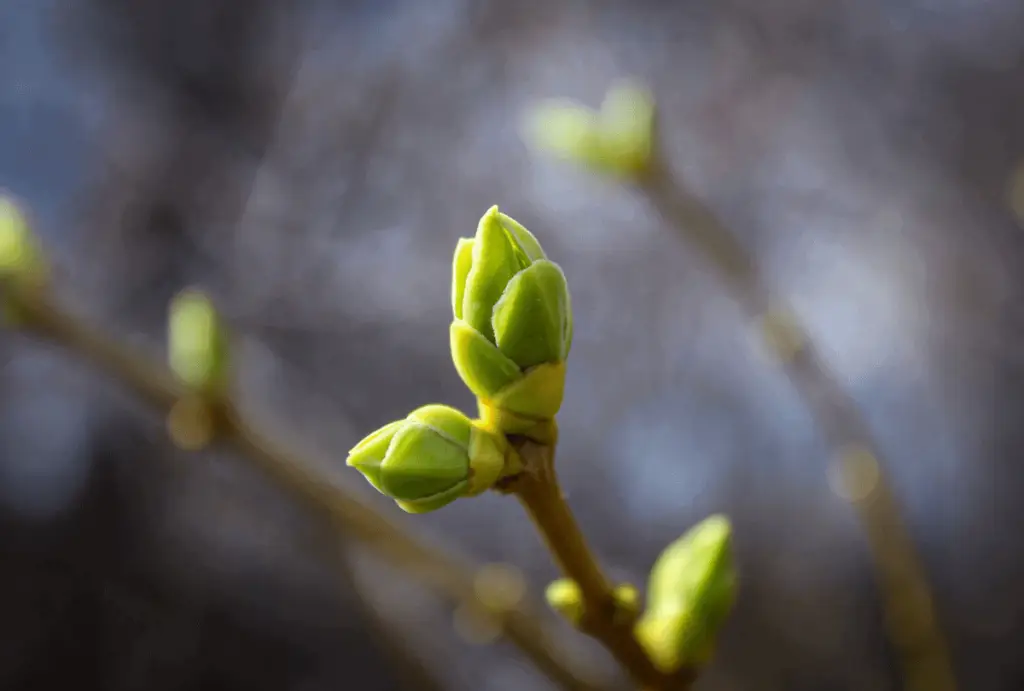 Laurie Ure essay Online Therapist Resources Academy of Therapy Wisdom 2022 Hope and Resilience budding leaves