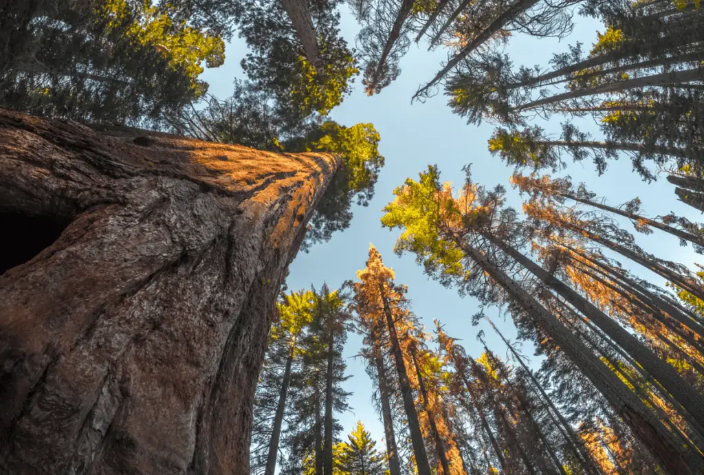 continuing education TIST trauma certification janina fisher CE´s senior facilitator reviews testimonials Level 3 sequoia tree circle