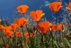 CEยดs: interpersonal neurobiology in psychology, Jules Shore poem poppies images photo