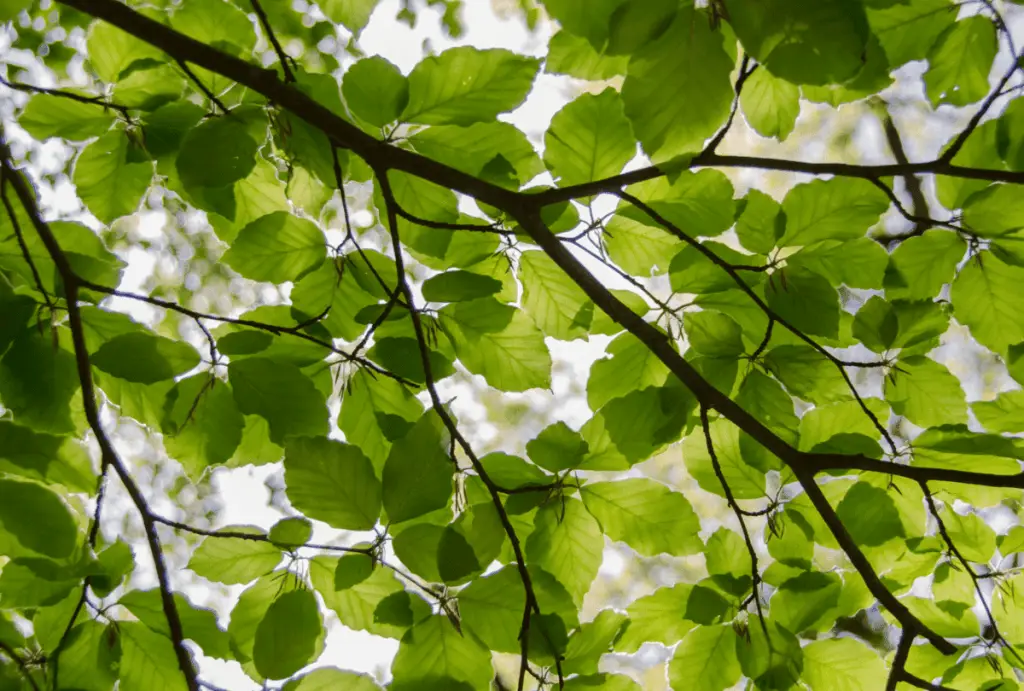 online janina fisher trauma training testimonials