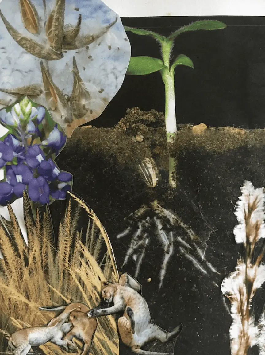 soil with roots and a shoot growing