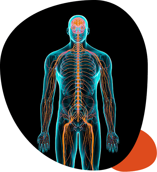 Applied Polyvagal Theory for Mind-Body Health: Connection & Co-Regulation