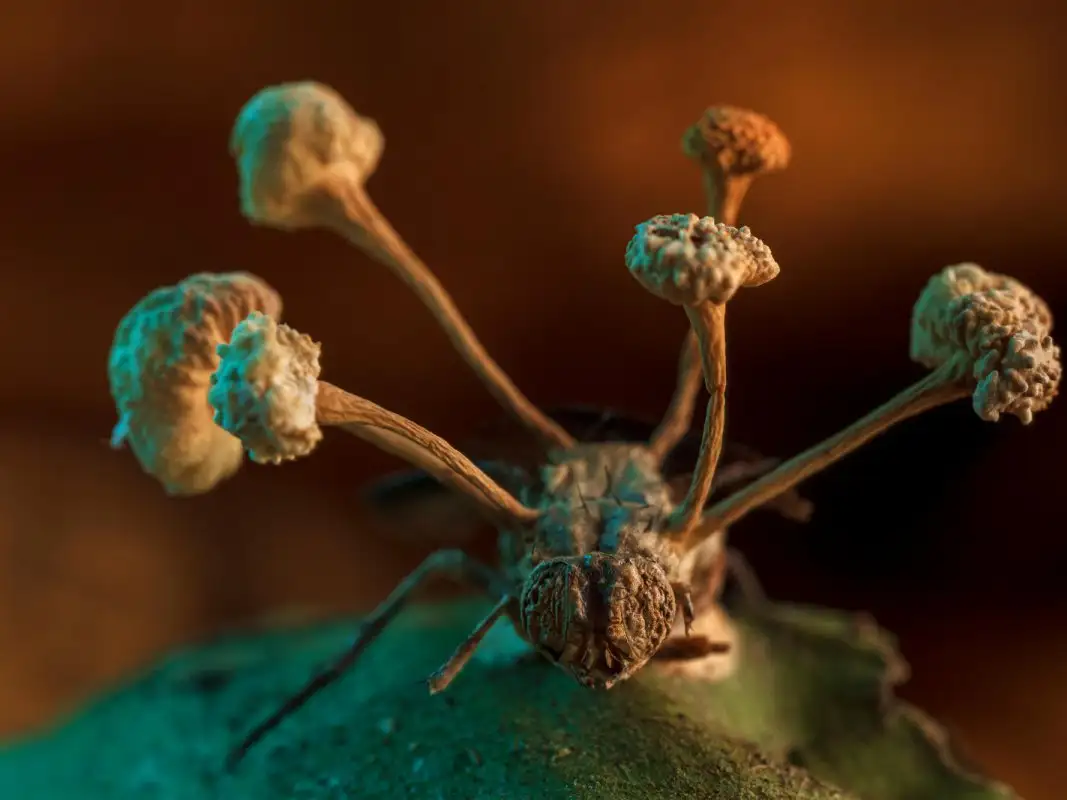 Insect host with growing parasitic fungi.