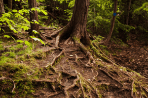 Tree with exposed roots in a forest