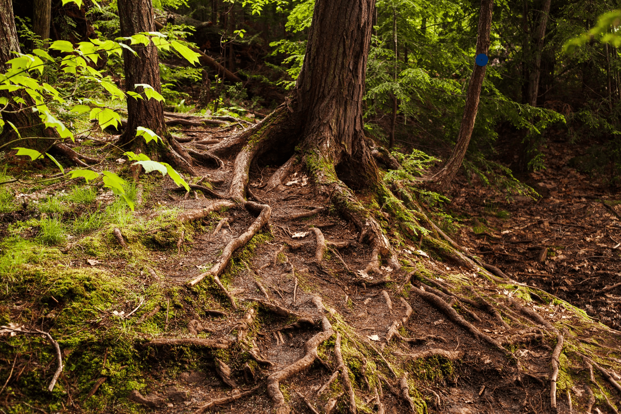 Tree with exposed roots in a forest