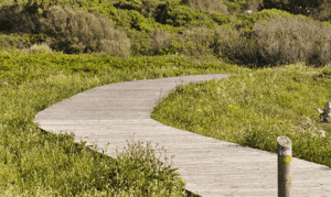 Winding wooden path through lush green forest.