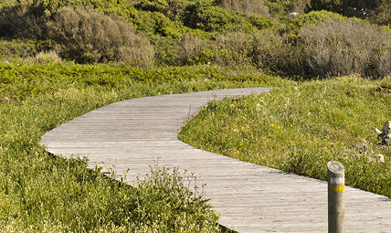 Winding wooden path through lush green forest.