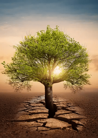 Tree growing through cracked dry earth at sunrise.