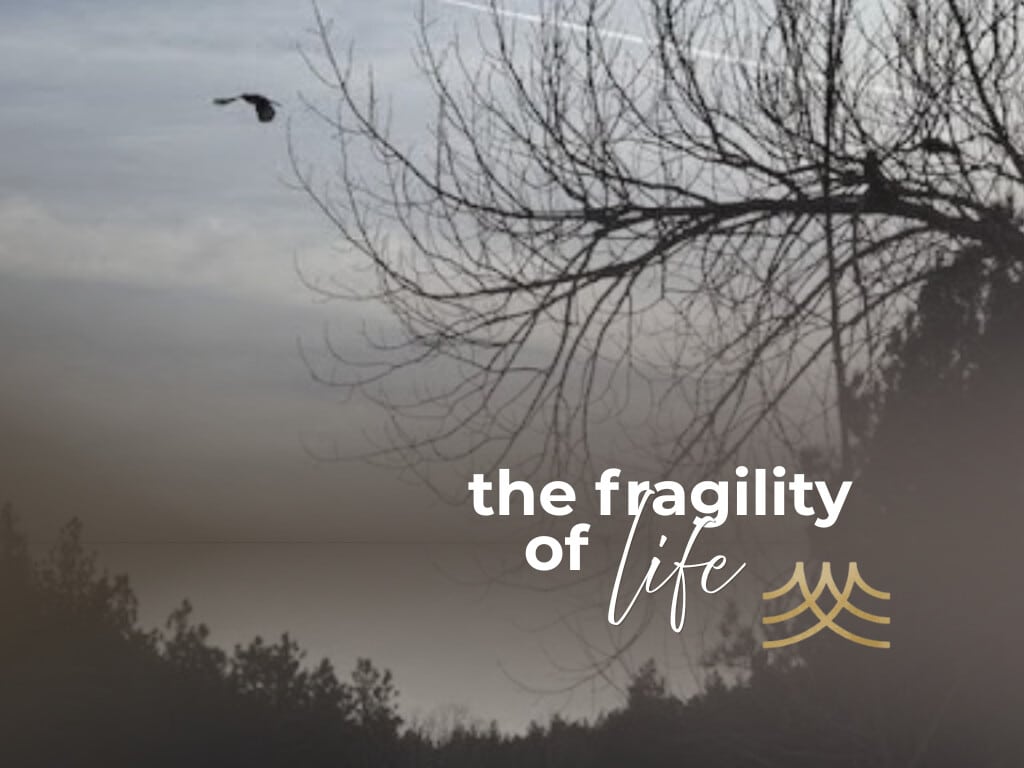 Bird flying near tree, text reads: 'the fragility of life' - Brian Spielmann