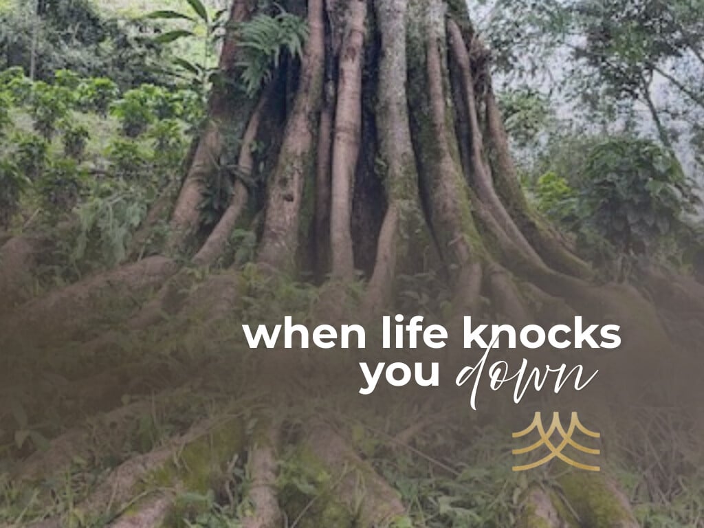 Tree roots with motivational quote: When life knocks down - Brian Spielmann