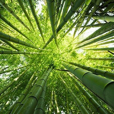 Psychological Boundaries