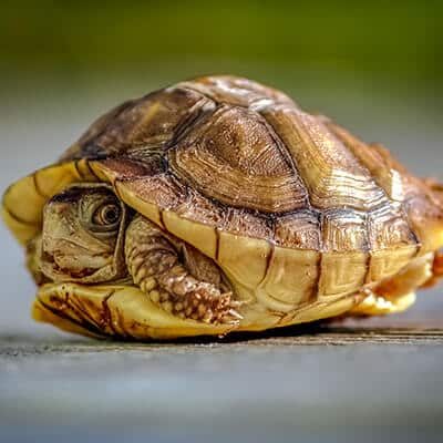 Containing Boundaries